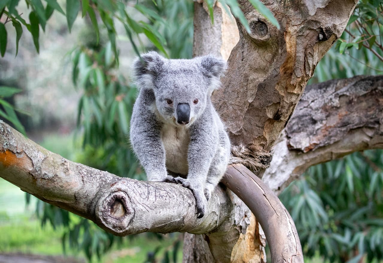 El concurso tiene como objetivo recaudar dinero para la vida silvestre que ha sido afectada por los incendios forestales en Australia.