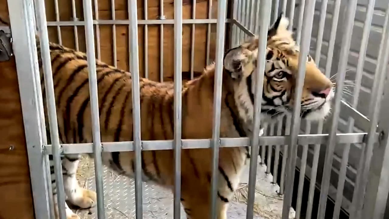 Llega el tigre de Houston a su nueva casa al noroeste de Texas