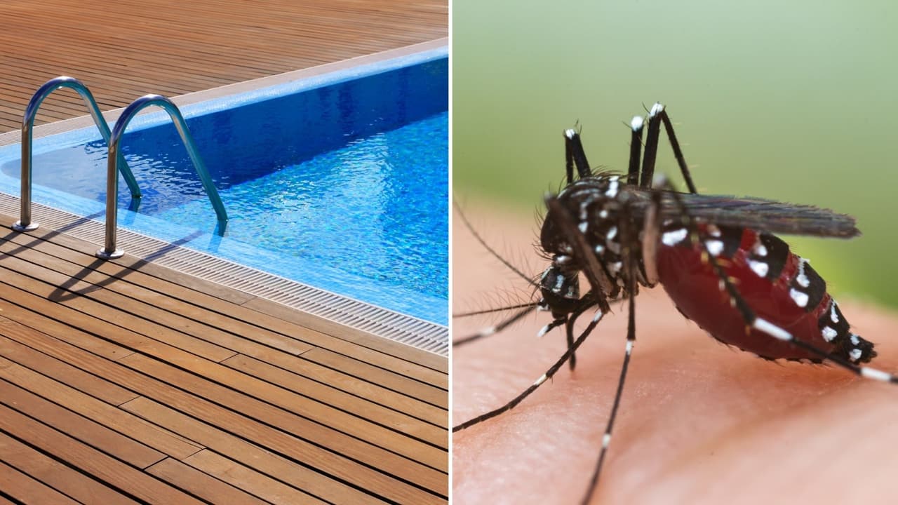 Hallan rastros de virus del Nilo en una piscina del sur de Dallas 