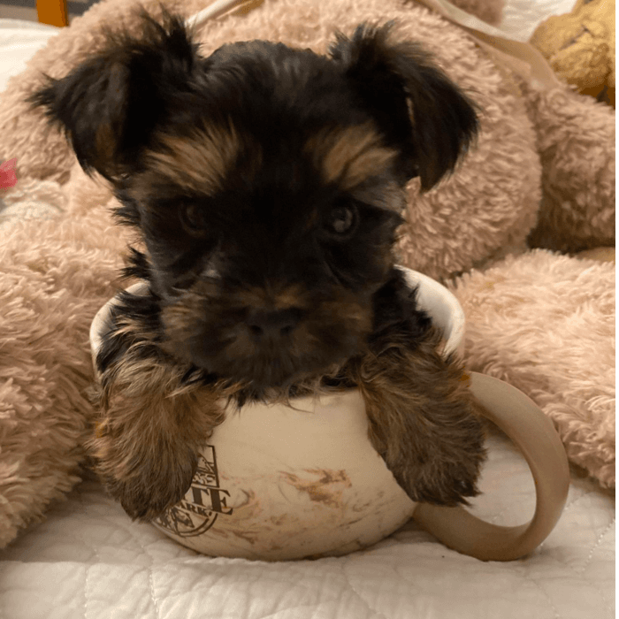 Así describe Martha Villanueva, a su mascota: "Era tan pequeñito que lo metimos en una taza, para que la familia y amigos vieran su tamaño".