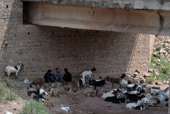 Estos hombres van con sus animales debajo de un puente en Karachi, tratando de refrescarse.