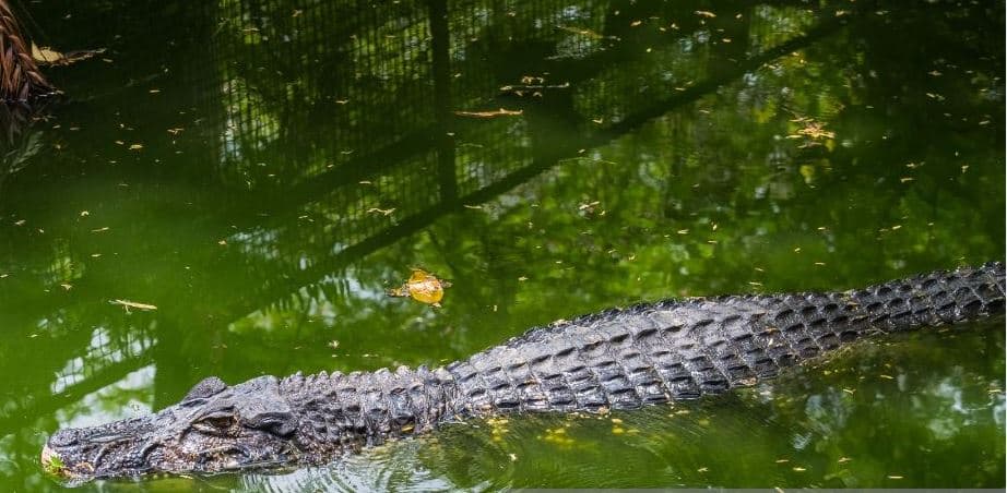 Un hombre en Villa Pesquera pesca un caimán por equivocación