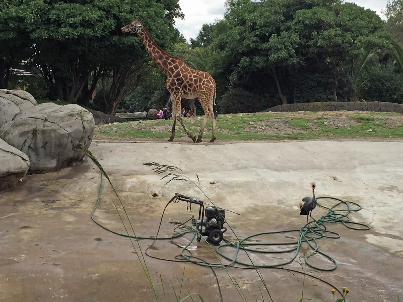 Cables y mangueras en la zona de jirafas.