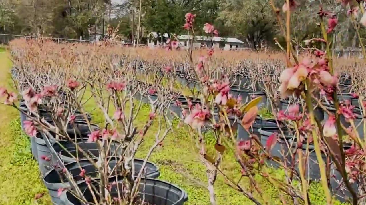 Heladas devastan arándanos en Hillsborough y afectan empleo agrícola