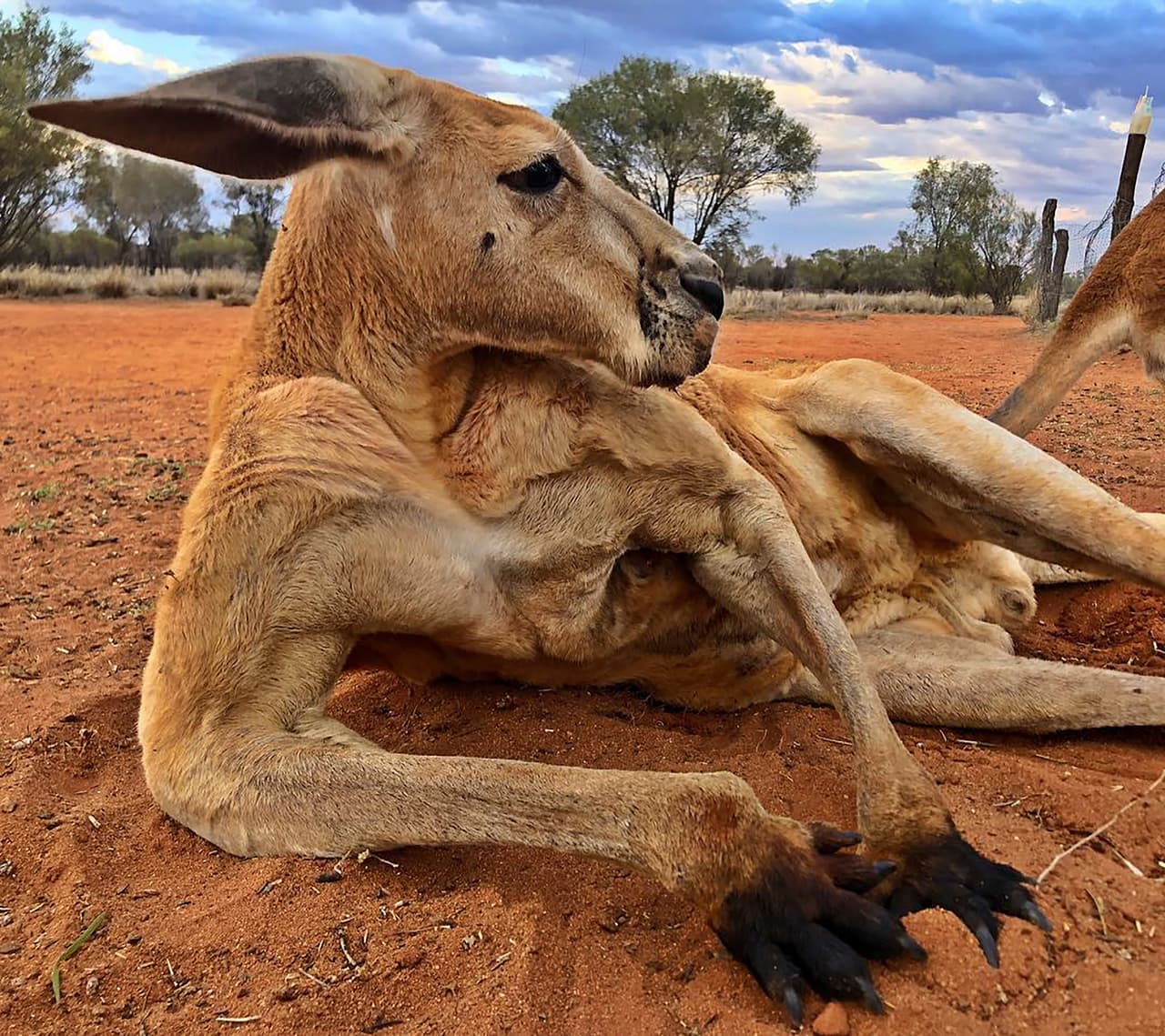 Roger formaba parte de los animales resguardados en
<i>The Kangaroo Sanctuary</i> (santuario de canguros, en español), un refugio de vida silvestre en Alice Springs, a unas 1,000 millas al oeste de Sydney en Australia.