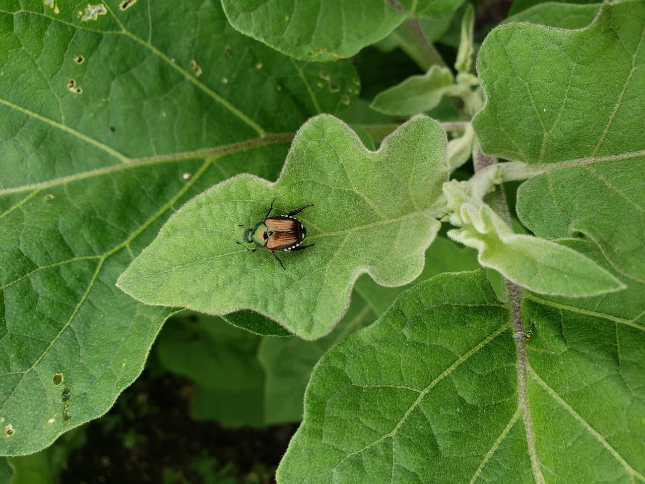 Abierto todo el año para disfrutar de diferentes plantas, flores, cascadas y más.