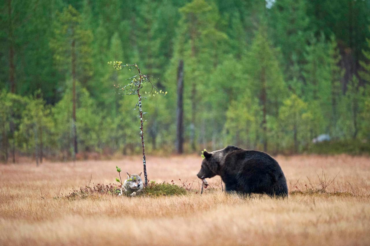 Romeo aparecía entre los árboles para alimentarse y no mucho tiempo después la figura de Juliet se entreveía en el bosque.