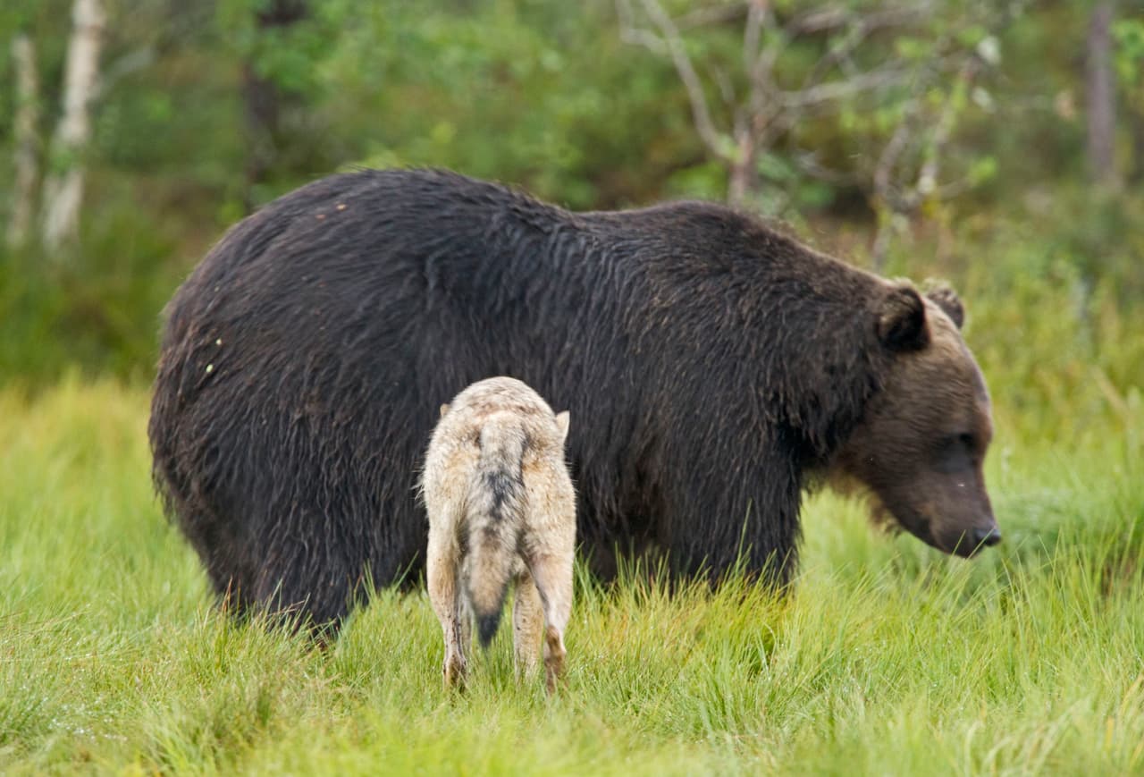 Entonces, sin esperarlo, una noche apareció una loba que también quería evitar conflicto con su manada.