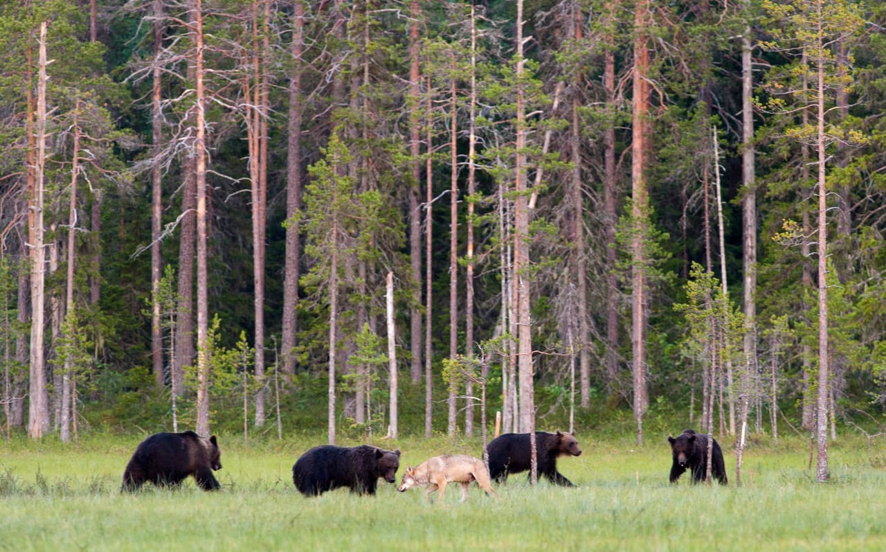 Romeo es un oso tímido y solitario que prefería alejarse del resto de su especie.