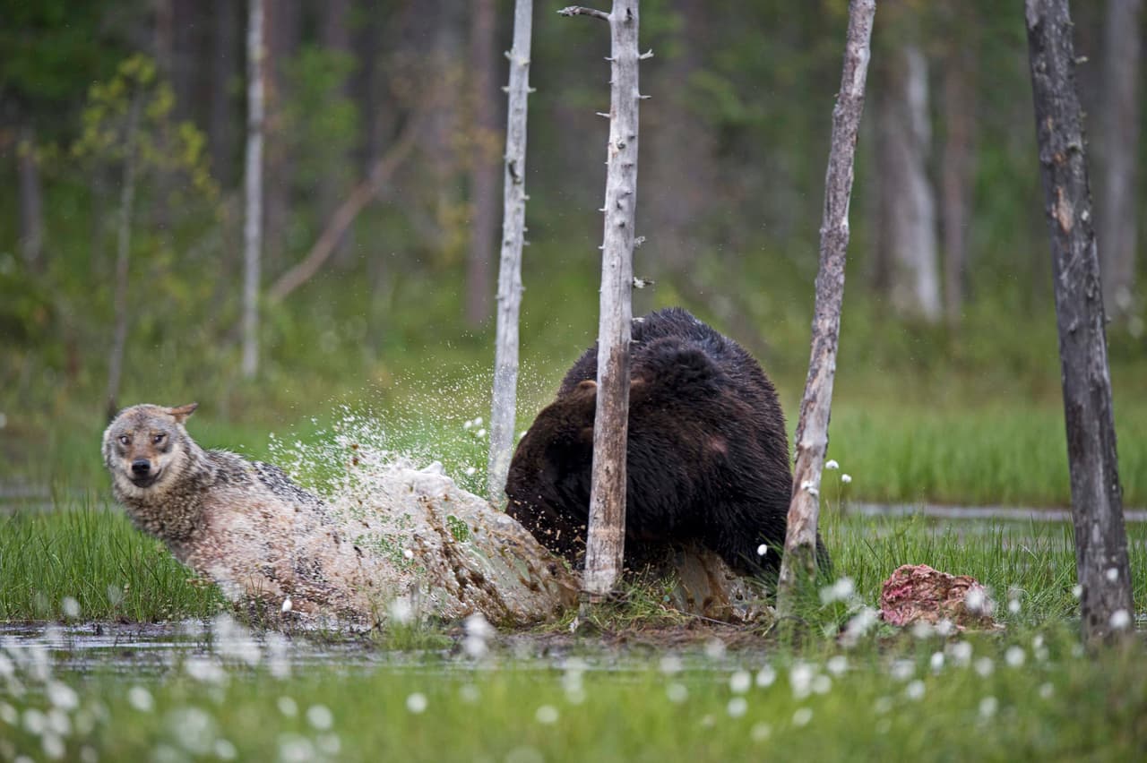 Juliet, la loba, sintió curiosidad por el chistoso oso sentado a la luz de la luna, pero no se acercó. La loba estaba preparada para huir si su presencia no era grata para el oso.