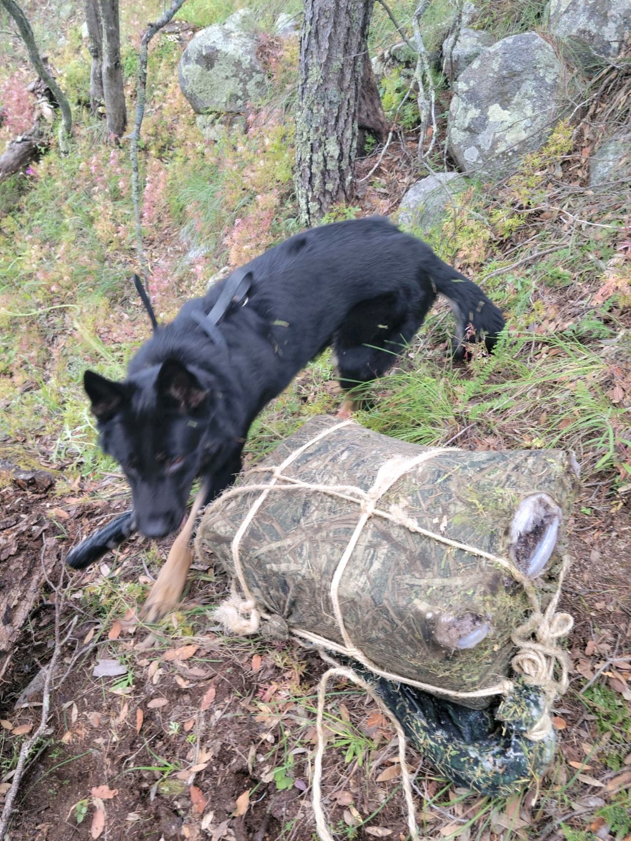 Agentes de la estación Sonoita que patrullaban las montañas Patagonia incautaron más de 60 libras de metanfetamina a una altura de 6,830 pies.