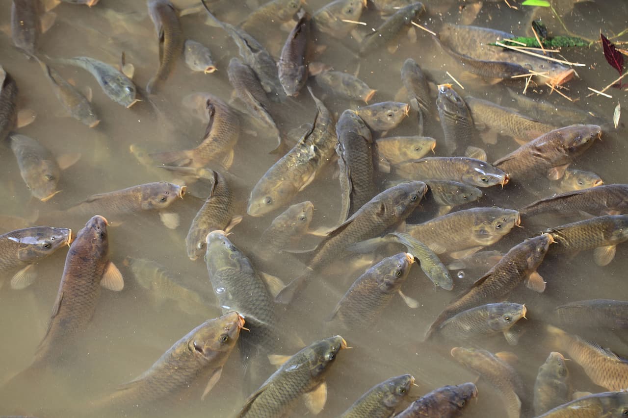 <b>Puesto 8. Pescado cultivado en granjas</b>
<br>
<br>Emisión de gases de efecto invernadero para producir un kilogramo de producto: 13.6 kilogramos de CO2.
<br>
<br>Tierra necesaria para producir un kilogramo de producto: 8.4 metros cuadrados.
<br>
<br>Agua dulce necesaria para producir un kilogramo de producto: 3,691.3 litros.
<br>