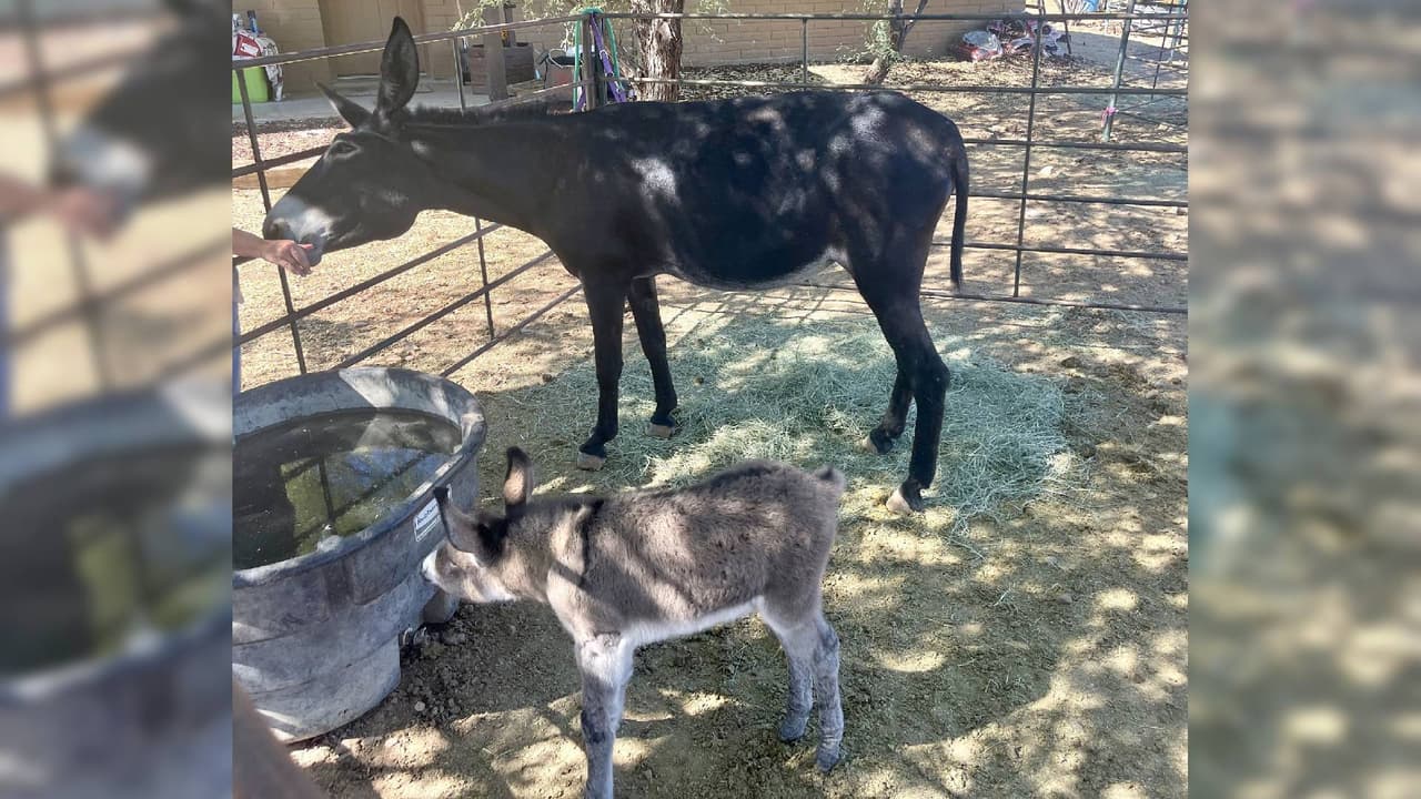 De acuerdo con autoridades, se “pudo emparejar al potro con una burra lactante. El pequeño rápidamente se instaló y se adaptó a su madre adoptiva, y ha estado comiendo, corriendo y jugando”.