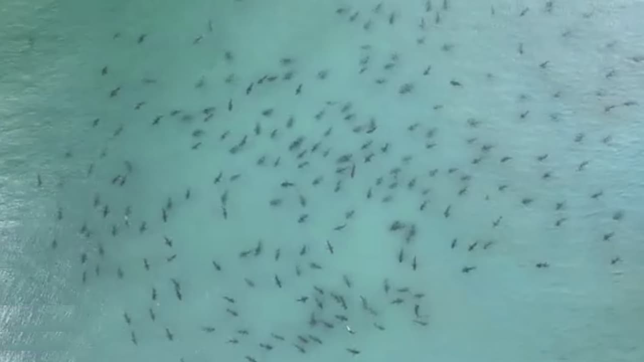 En video. Un banco de tiburones ‘puntas negras’ fue avistado por un fotógrafo cerca de Singer Island a escasos 15 minutos de West Palm Beach. Estos escualos miden como promedio 5 pies de largo y pueden pesar entre 66 y 220 libras. Se sabe que frecuentan bahías y aguas poco profundas frente a las playas, donde a menudo se encuentran con los humanos.