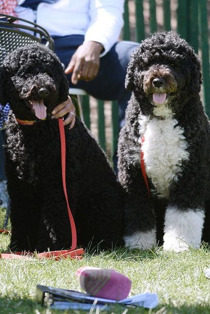 Esto es porque a pesar de su aspecto peludo rizado, estas mascotas no sueltan tanto pelo como otros. Mira también todos los beneficios de tener perros como los del presidente