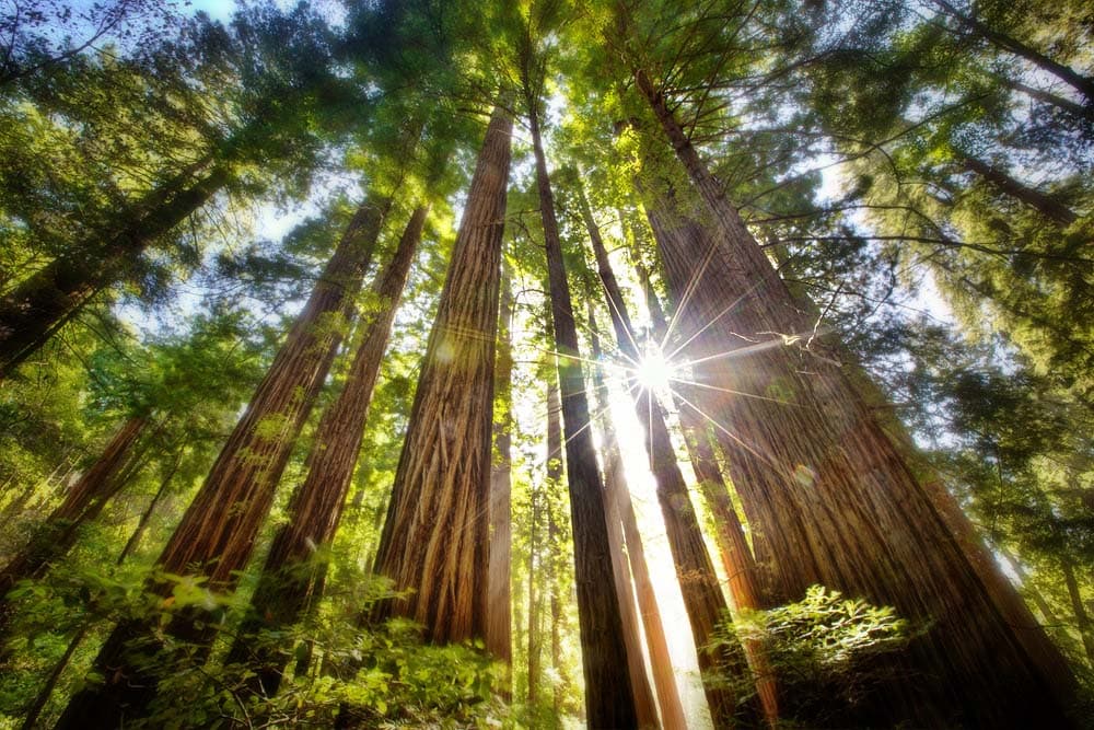 Otra de las regiones incluidas son los bosques de Muir Woods que se encuentran en el condado Marin, al norte de San Francisco. Esta área incluye 554 acres de zonas protegidas y son hogar de las famosas 'Sequoias'.