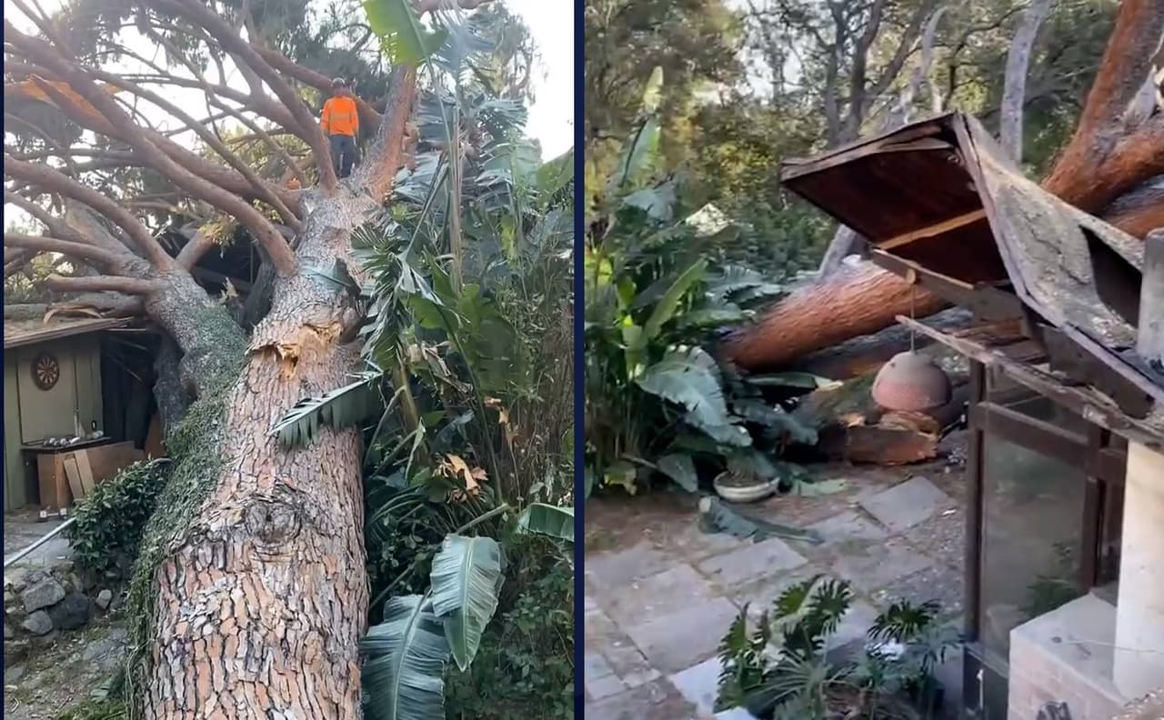 Ráfaga de viento repentina derriba un árbol de unos 100 pies en Pasadena