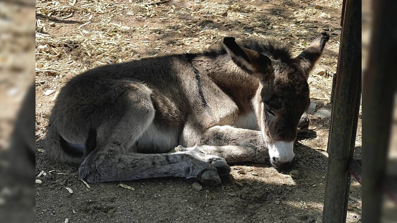 Tras el hecho, el pequeño burro permaneció junto al cuerpo de su madre, hasta que un agente del Departamento de Seguridad Pública de Arizona llegó al lugar para rescatarlo.