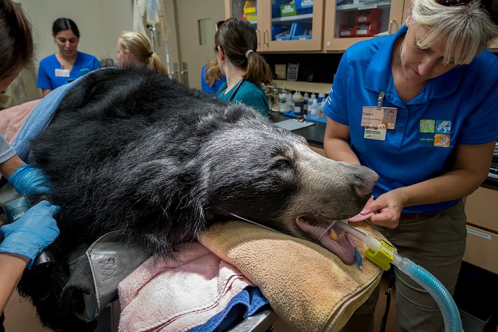 La endoscopia fue dirigida por Mike Bateman de Storz Veterinary Endoscopy, quien donó su tiempo y equipo para facilitar este procedimiento. Además fue asistido por los veterinarios del zoológico de Miami, el Dr. Gwen Myers, el Dr. Jimmie Johnson, la Dra. Marisa Bezjian y el Dr. Gaby Flacke.
