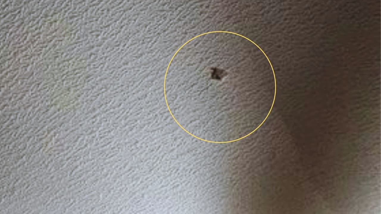 Al regresar a su hogar en un parque de casas móviles, Cárdenas hizo un descubrimiento alarmante:
<b>un agujero en el techo y una bala en el suelo.</b> El proyectil había atravesado el espacio donde
<b>ella suele pasar largos momentos en su sala, justo sobre su sillón</b>. “Nos preocupa, ya que en el lugar donde vive mi mamá
<b>siempre se escuchan disparos, pero nunca nos había pasado algo así</b>”, expresó Dayanna, una de las hijas de Esperanza.