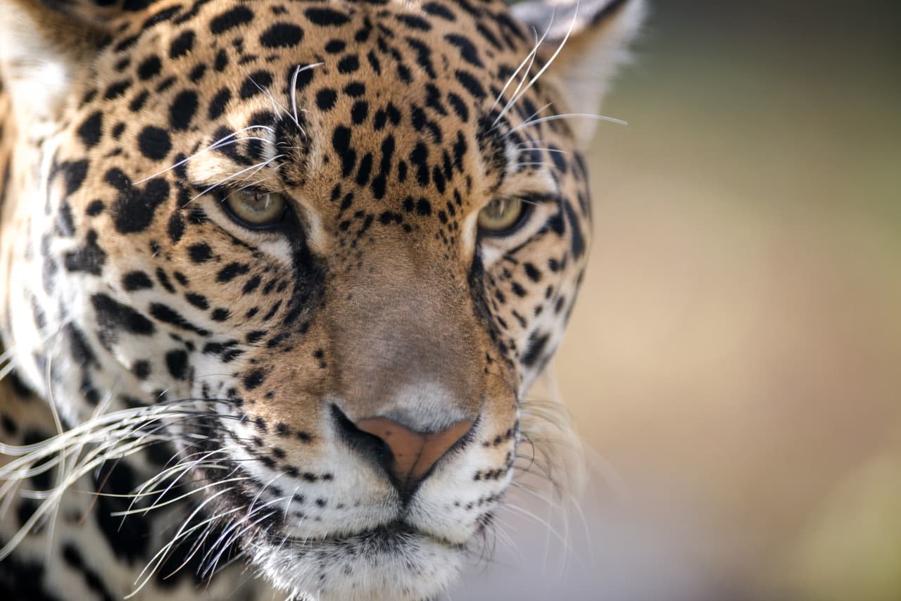 Imagen de un jaguar tomada por Eric Kilby.