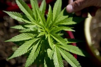 México da el primer paso para legalizar el uso recreativo de la marihuana y convertirse en un mercado mundial