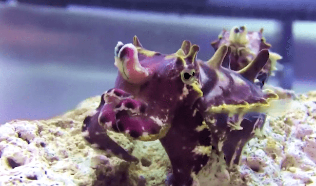 Este colorido y extraño personaje te espera en una de las peceras del popular acuario de California.