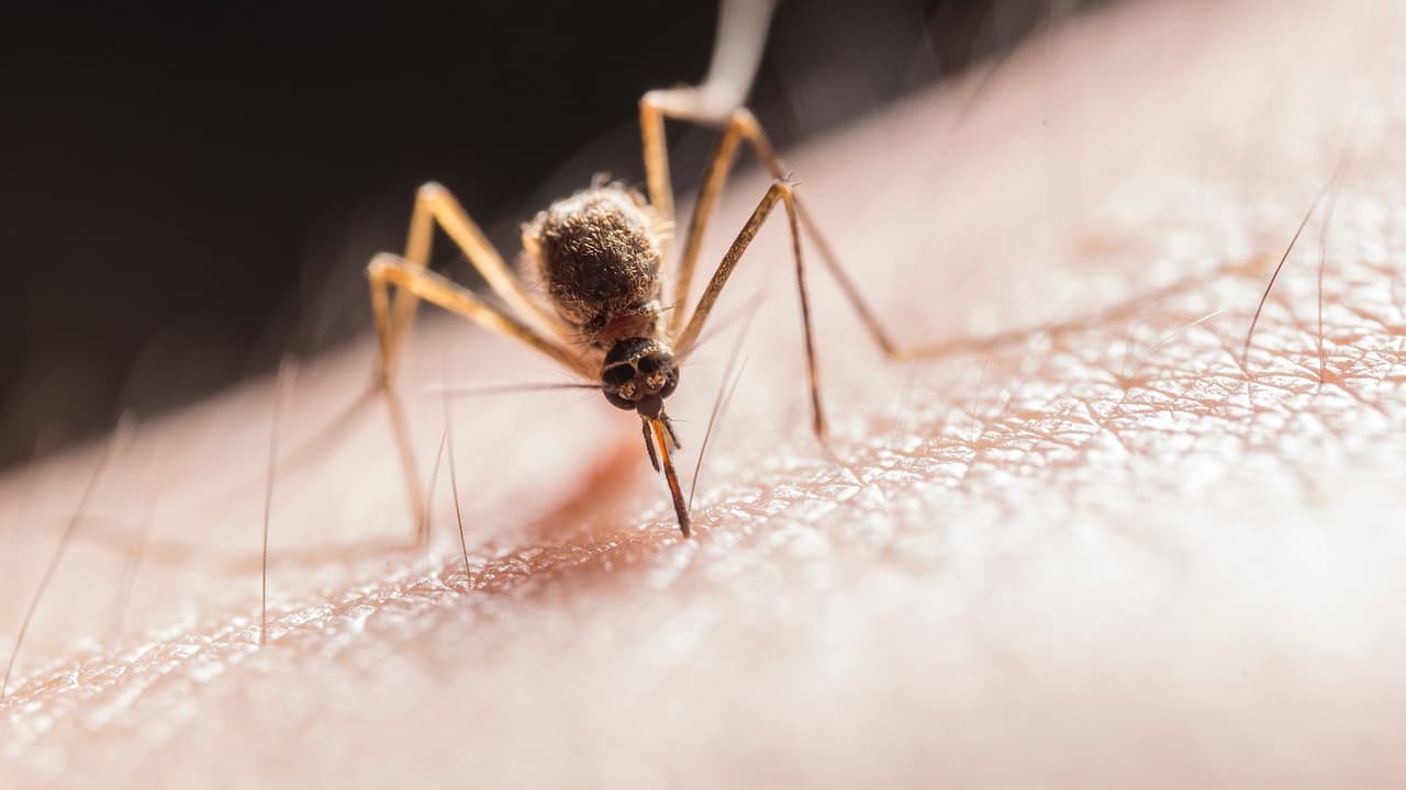La mejor forma de prevenir infecciones de enfermedades como Zika, Chikungunya, Dengue, Virus del Nilo Occidental es protegiéndose de picaduras de mosquitos.