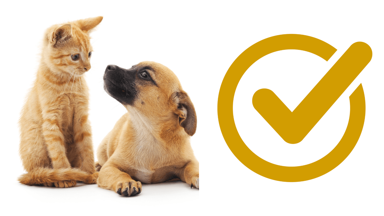 <h2 class="cms-H2-H2">1. Perros y gatos</h2>
<br>
<br>
<b>Los perros y gatos son las únicas dos mascotas que pueden cruzar a México</b>, pero con ciertas restricciones. De acuerdo con el programa Héroes Paisanos, una guía turística, las personas a cargo del animal deben llevar lo siguiente:
<br>- Original y copia de un certificado de salud, de un veterinario o autoridad sanitaria. Tiene que indicar: dirección en Estados Unidos, dirección de destino en México y el documento debe tener un máximo de 15 días de emitido.
<br>-Documento que certifique que la mascota recibió la vacuna antirrábica y comprobante de que se desparasitó, internamente y externamente, en algún momento durante los pasados seis meses.