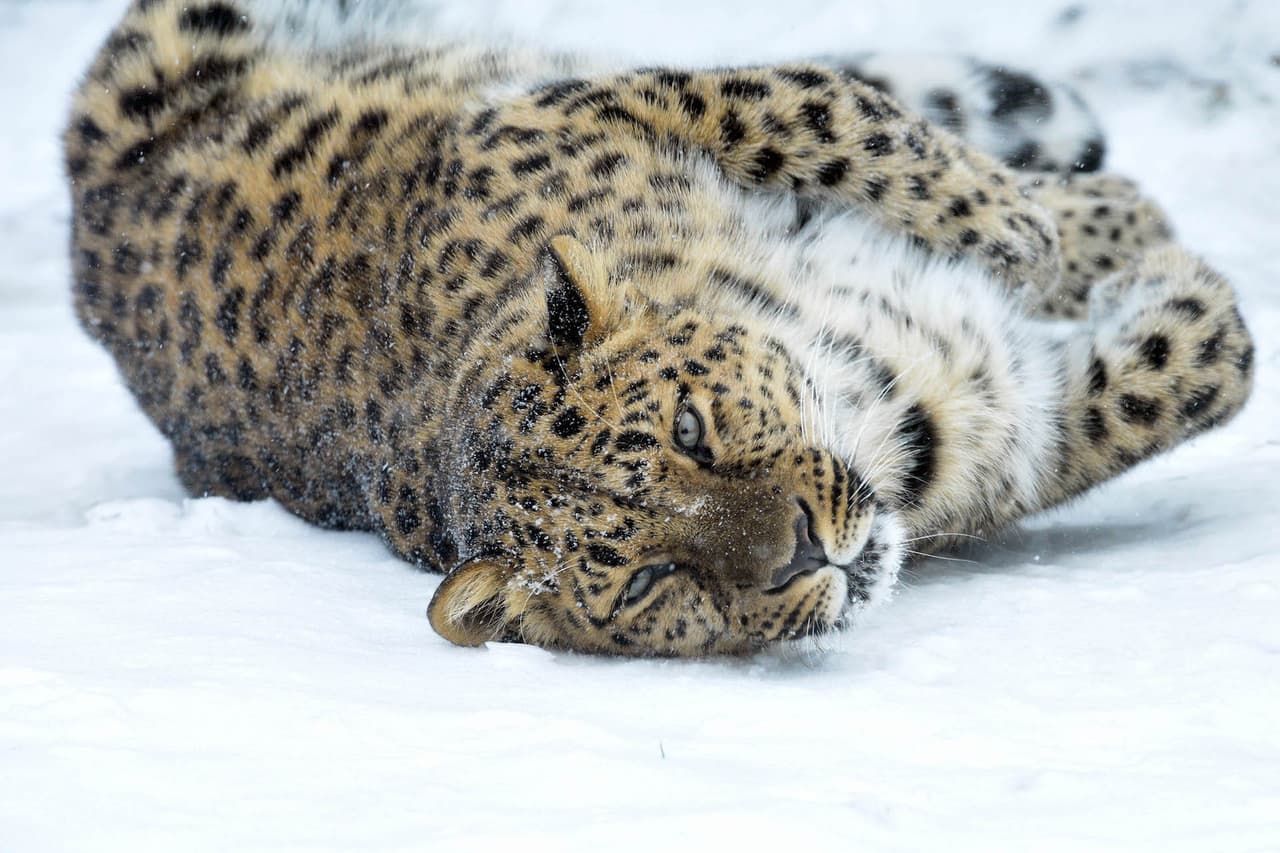 Lisa, un leopardo de Amur en Brookfield, disfrutaba rodando en la nieve que cubría el área de Chicago hoy.