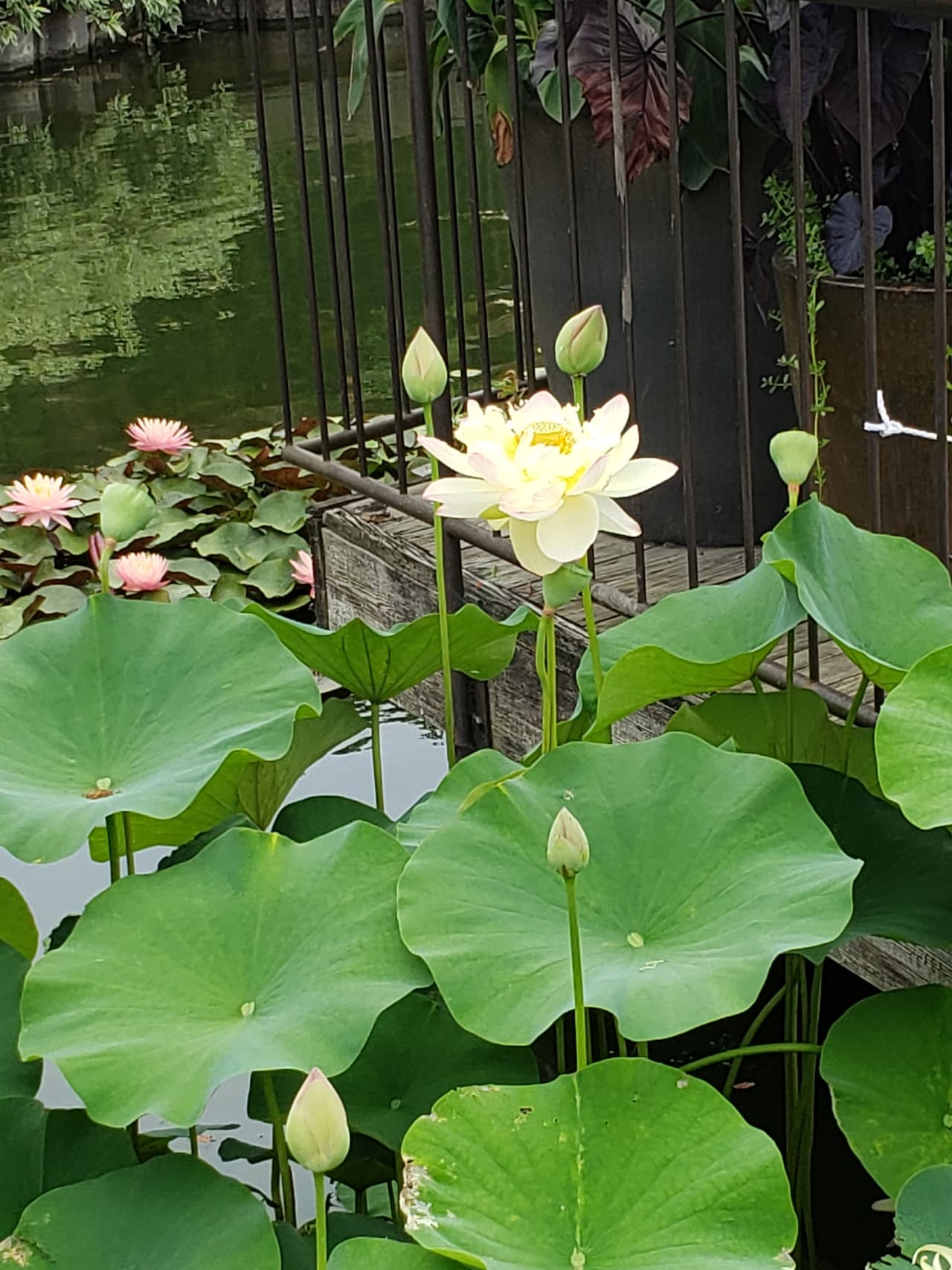 Abierto todo el año para disfrutar de diferentes plantas, flores, cascadas y más.