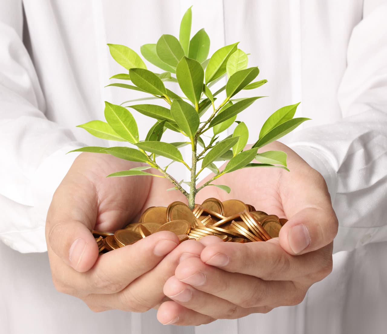 Asimismo, tú, como jabalí, tendrás una oportunidad excepcional de sacar adelante tu economía, se avecina un año de prosperidad en tus finanzas personales.