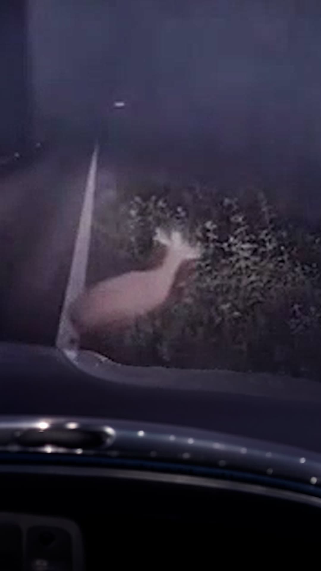 Un ciervo “revive” y hace gritar a un agente en Texas
