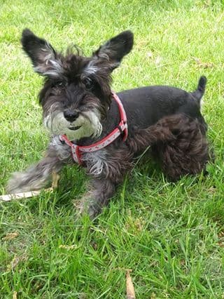 Rocky pertenece a Brenda Mora.