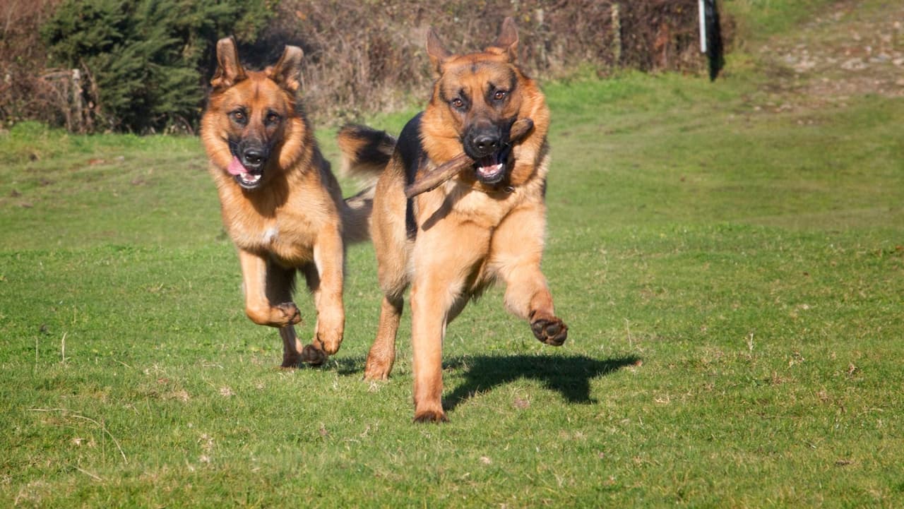 <b>¿En qué se diferencia la influenza canina de la tos de las perreras? </b>La
<b> tos de las perreras</b>, que es más parecida a un resfriado humano, es el nombre coloquial que se usa para describir un grupo de bacterias y virus que son comunes en los perros y circulan regularmente. A diferencia de la tos de las perreras, los casos de influenza canina en el área de Filadelfia han sido raros hasta hace poco.
<br>