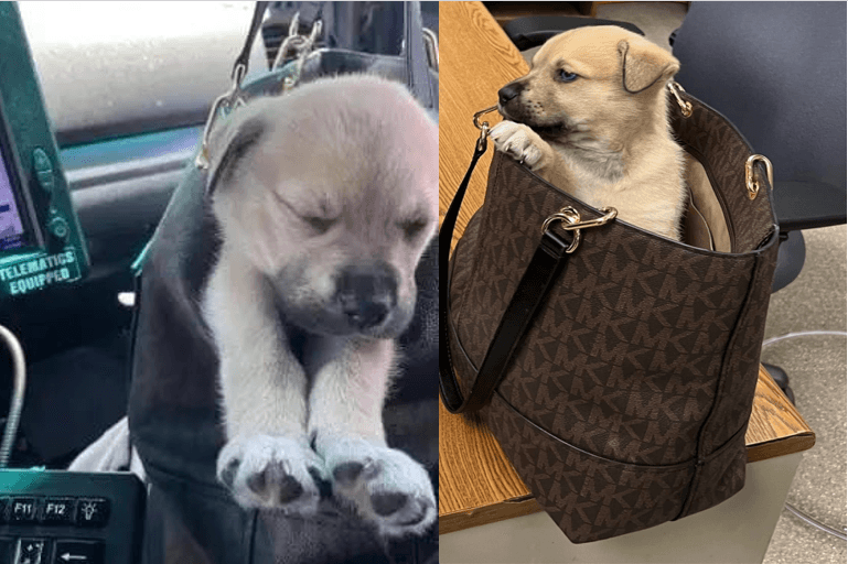 Recuperan a salvo a cachorro que fue arrojado desde auto tras persecución policial en Los Ángeles; hay tres detenidos  