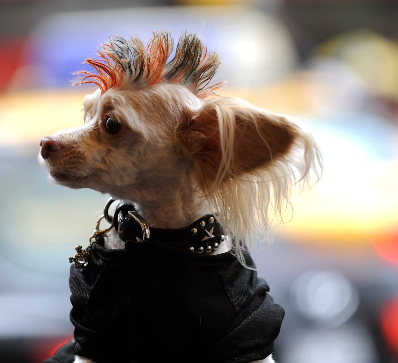 <b>Skull</b>
<br>El punk es una inspiración que no tiene caducidad.