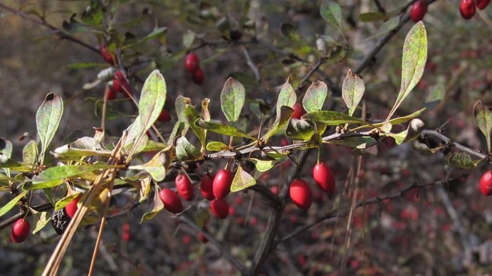 Sin embargo, la aplicación de la
<a href="https://www.media.pa.gov/Pages/Agriculture_details.aspx?newsid=1160" target="_blank">prohibición se extenderá gradualmente </a>a lo largo de dos años para dar tiempo a que los viveros la eliminen de sus existencias y encuentren alternativas.