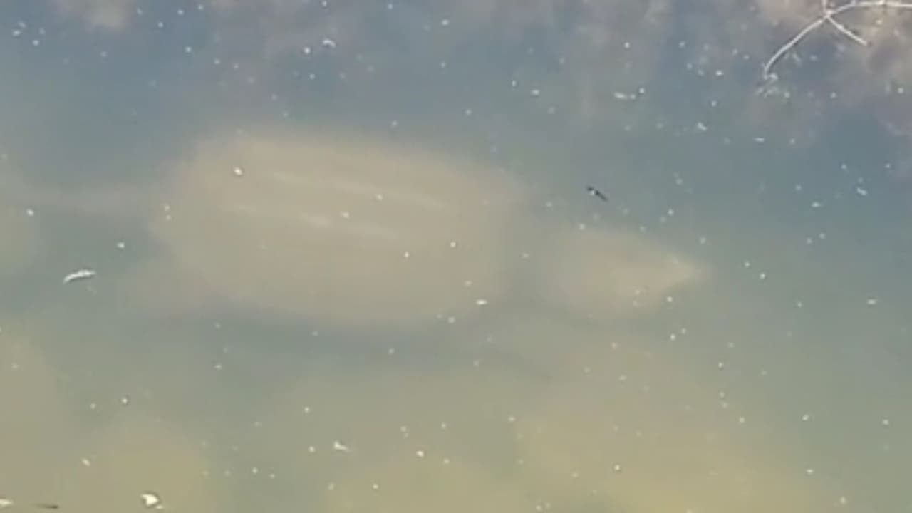 Avistan una tortuga caimán que amenaza a fauna local en lago de Santa Rosa