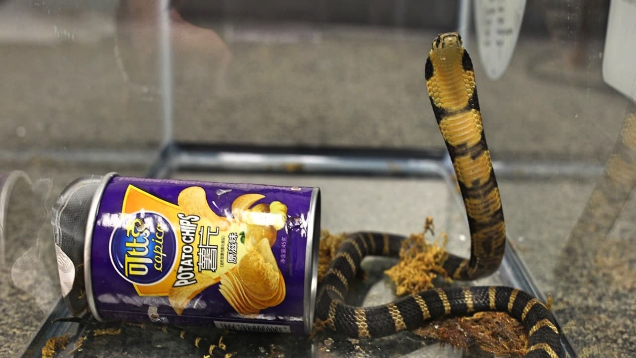 Descubren contrabando de cobras escondidas en recipiente de papas fritas procedentes de Hong Kong