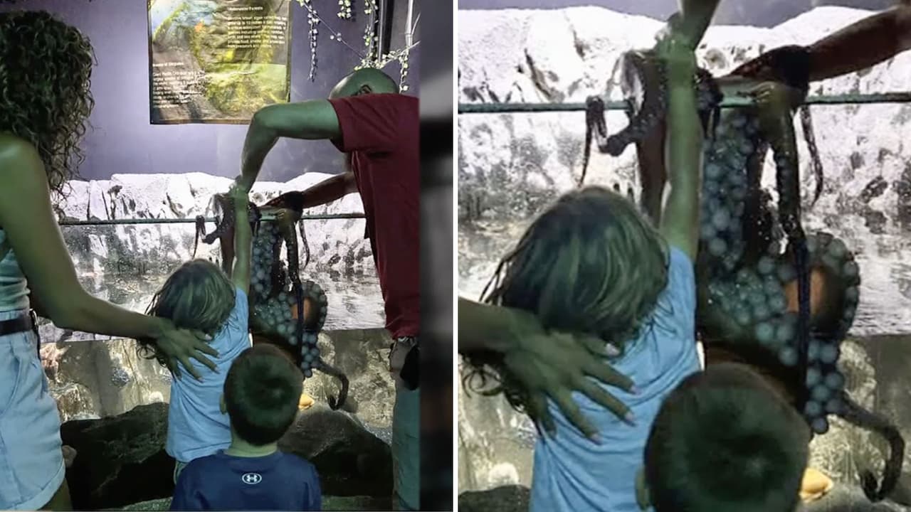 <h3 class="cms-H3-H3">“Mamá, no me suelta”: Leo conocía al pulpo Cthulhu</h3>
<br>
<br>El lunes 14 de julio, Britney Taryn llevó a su hijo Leo 
<b><a href="https://sanantonioaquarium.net/" target="_blank">al San Antonio Aquarium</a></b>, como asegura habían hecho antes. Ambos estaban familiarizados con 
<i>Cthulhu</i>, 
<b>un pulpo gigante del Pacífico que forma parte de la exhibición interactiva donde los visitantes pueden tocar animales marinos</b>. Pero esa tarde, algo fue distinto. “Empezó a decir: 'Mamá, no me está soltando'”, contó Taryn en uno de los videos que 
<a href="https://www.tiktok.com/@britneytaryn?is_from_webapp=1&sender_device=pc" target="_blank">compartió en su cuenta de TikTok</a>.
<br>
<b>El pulpo se aferró al brazo de Leo</b>, desde la muñeca hasta la axila, dejándole moretones que parecen chupetones: son 
<b>las huellas de las ventosas del animal</b>, conocidas coloquialmente como 
<i>octopus kisses</i>. Hicieron falta
<b> tres adultos para despegar al pulpo del niño, según explicó la madre.</b>