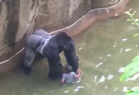 ¿Qué hubieras hecho si tu hijo es el que  cae a la fosa junto al gorila?