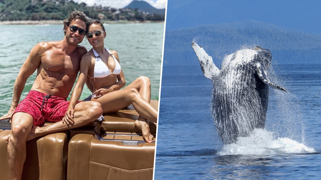 Sebastián Rulli y Angelique Boyer fueron sorprendidos por ballenas: los videos son impresionantes