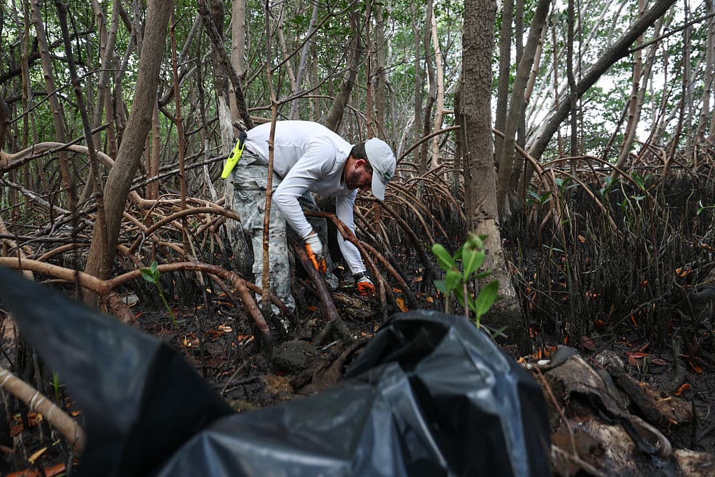 Otazo asegura que la basura en los manglares es originada por el hombre.