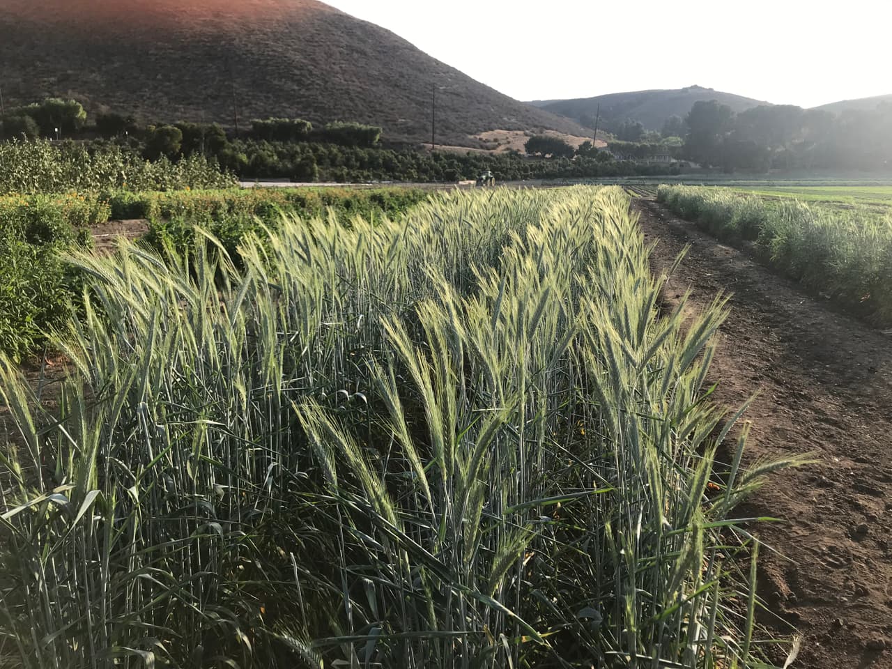 Los terrenos de cultivos tienen más de dos hectáreas de terreno y están abiertos para que personalmente colectes los vegetales que llevarás a tu casa.