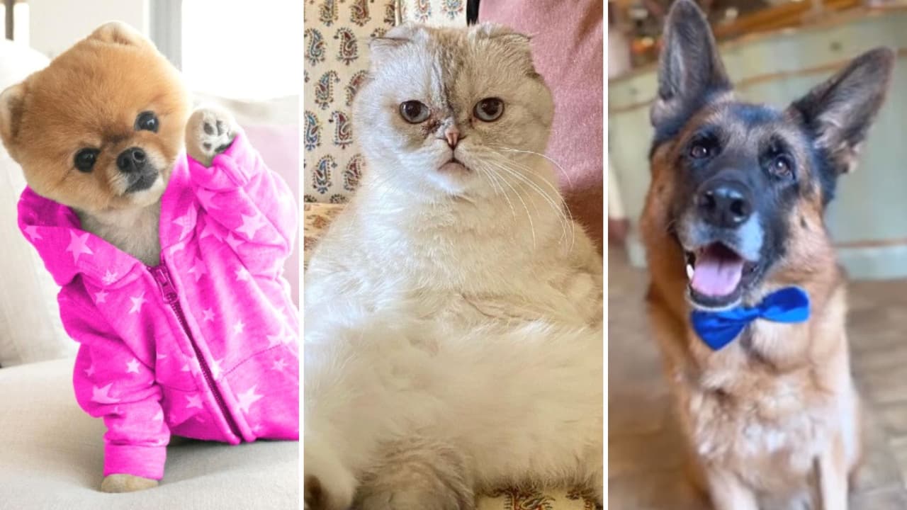 Las mascotas millonarias que no conocías: una tiene una fortuna de 400 millones de dólares