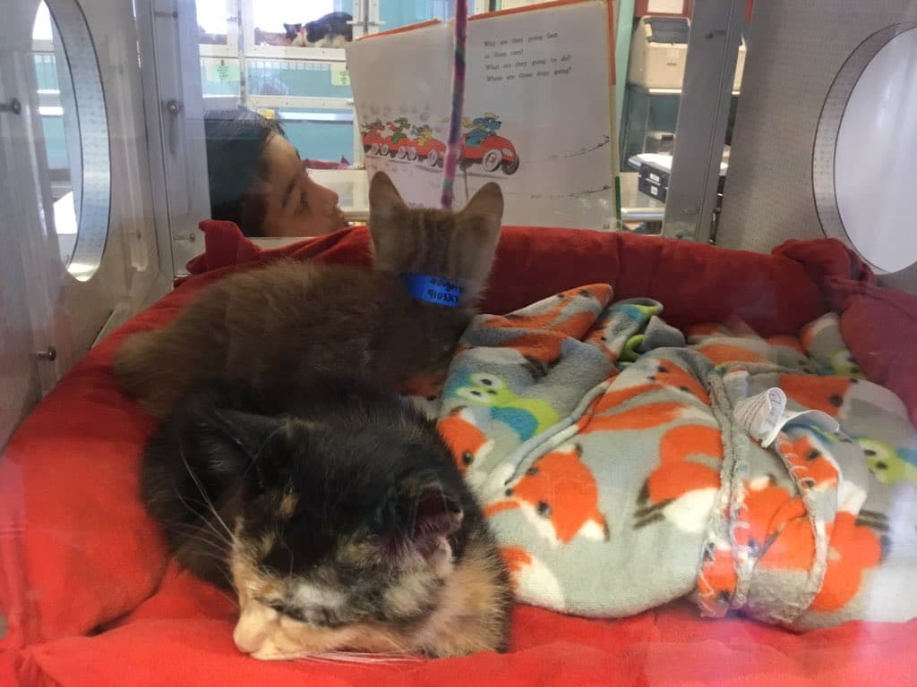 El programa proporciona un incentivo motivador, pero también sirve como una forma para que los estudiantes lean más de los libros que pueden repetidamente. El programa ayuda emocional y académicamente.