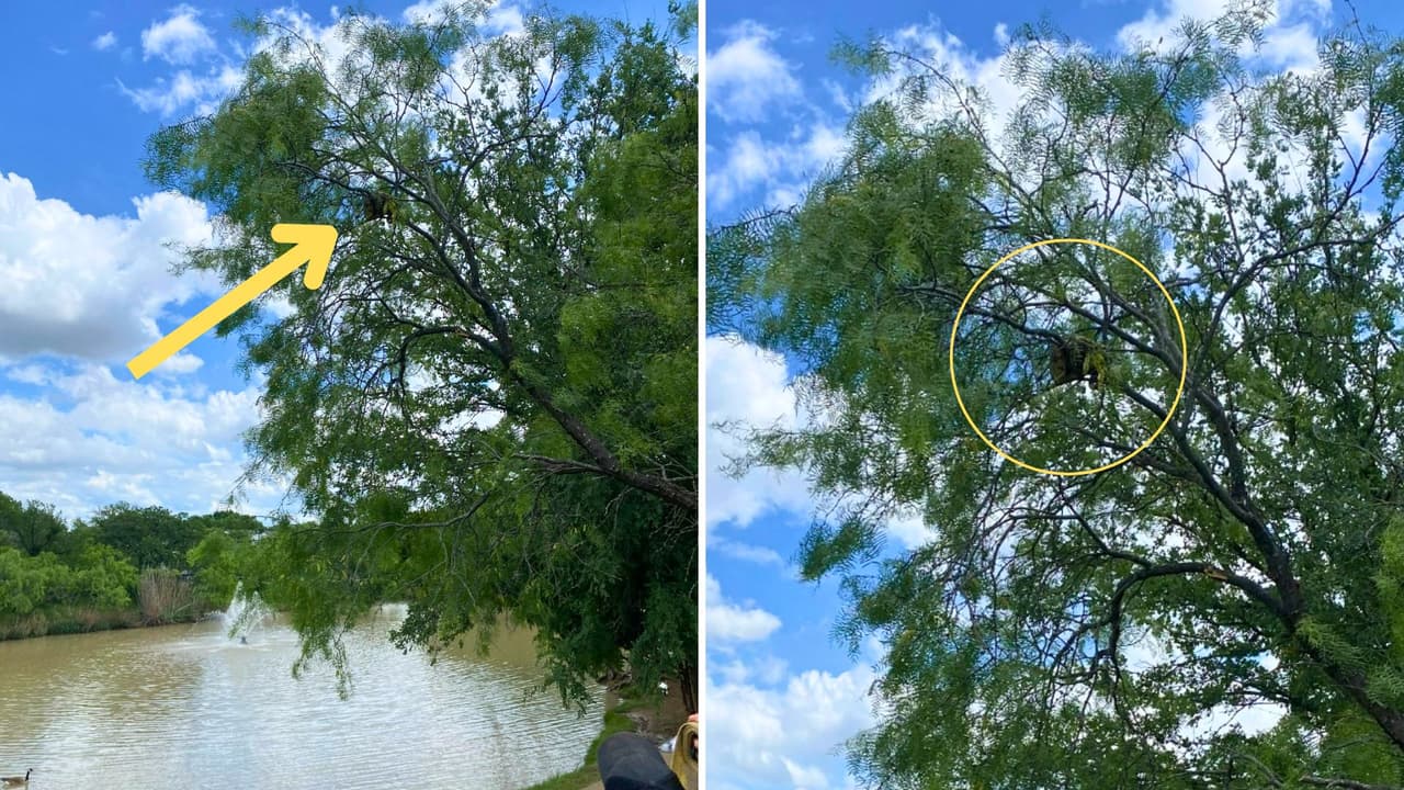 <b>La serpiente, que mide alrededor de 1.8 metros, es una especie doméstica</b> que no puede sobrevivir en libertad. Según los especialistas,
<b>muestra signos de haber recibido cuidados apropiados.</b>