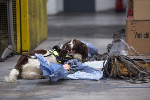 Existen algunas razas que son más difíciles de entrenar o no son ideales para el puesto, ya que son torpes o les falla la visión, son de gran tamaño o tienen problemas con su olfato.