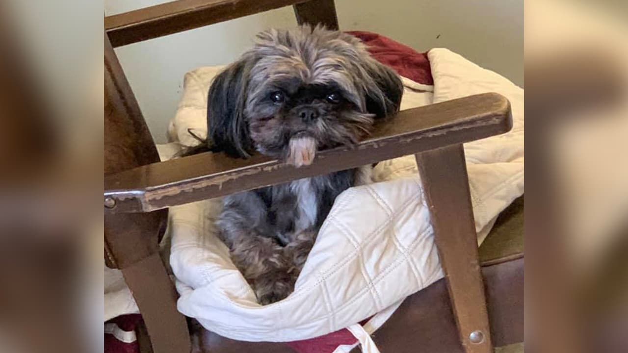 Gizmo, un perro de servicio sufrió un ataque con ácido el pasado 20 de marzo, según cuenta 
<a href="https://www.facebook.com/groups/263419638780466/permalink/263519632103800/" target="_blank">la dueña de la mascota en un grupo de Facebook</a>.